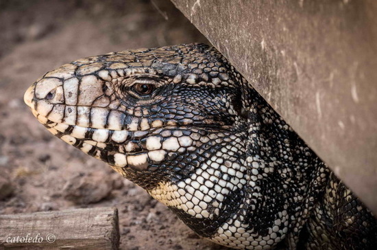 Lagarto overo