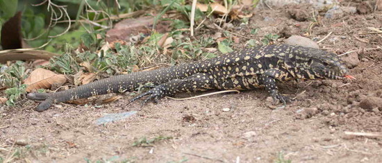Black-and-white tegu lizard