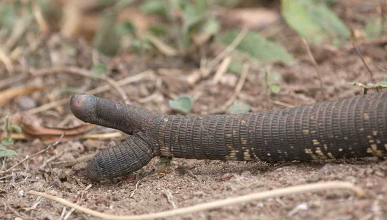 Black-and-white tegu lizard