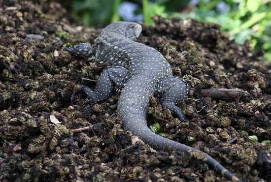 Lagarto overo