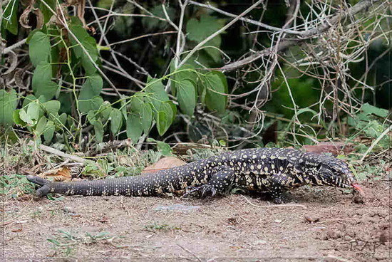 Lagarto overo