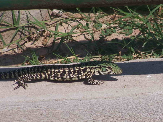 Lagarto overo