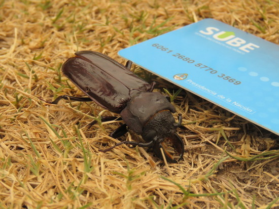 Long-horned beetle