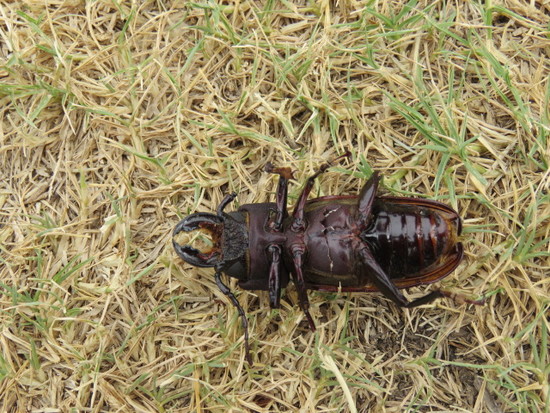 Long-horned beetle