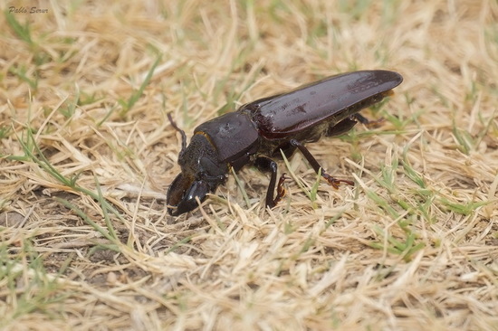 Long-horned beetle