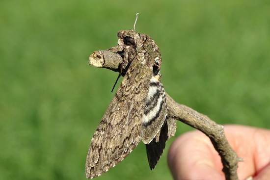 Polilla del cuerno del tabaco