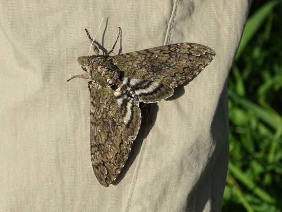 Polilla del cuerno del tabaco