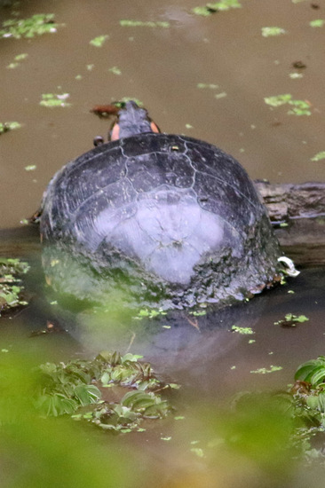 Tortuga de orejas rojas