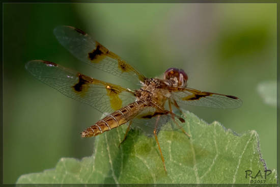 Dragonfly