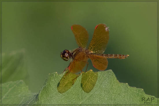 Dragonfly