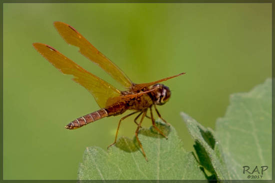 Dragonfly