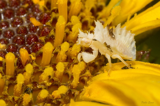 Jagged ambush bug