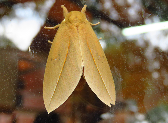 Polilla del pajonal