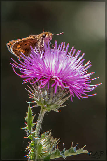 Saltarina amarilla