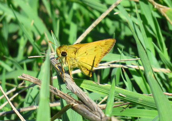 Saltarina amarilla