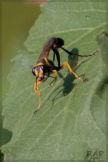 Avispa alfarera