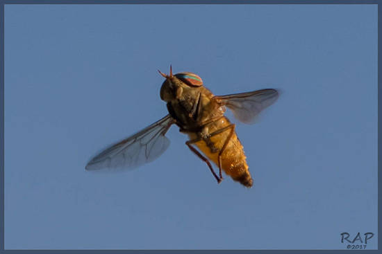 Horse fly