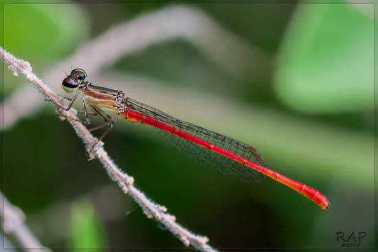 Damselfly/Narrow-winged damselflies