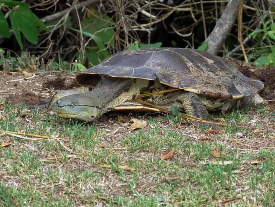 Tortuga de laguna
