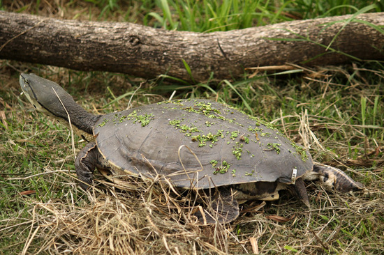 Tortuga de laguna