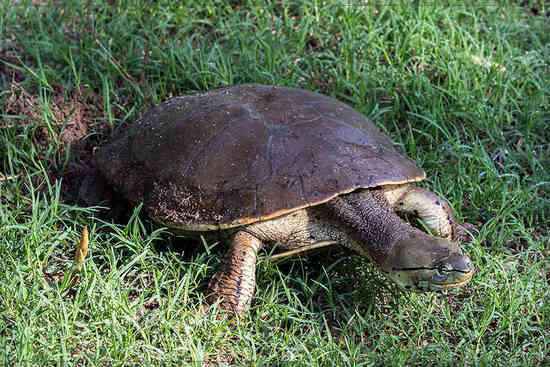 Tortuga de laguna