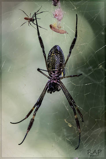 Golden Silk Orbweaver