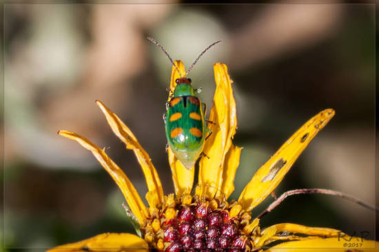 Cucurbit beetle