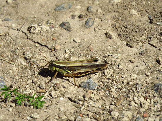 Spur-throated grasshopper