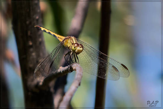 Dragonfly