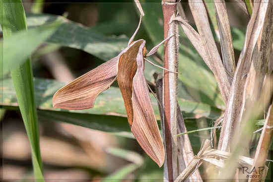 Polilla esfinge