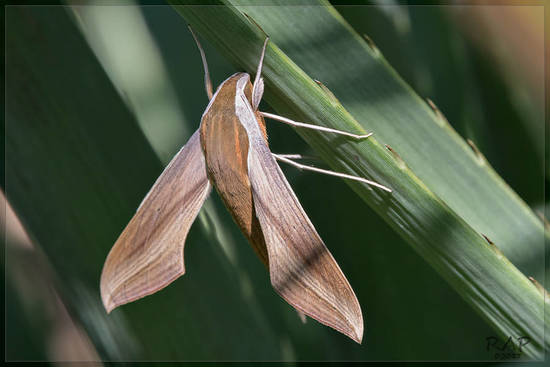 Polilla esfinge