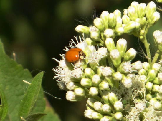 Multicoloured Asian lady beetle