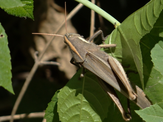Yellow-lined Grasshopper