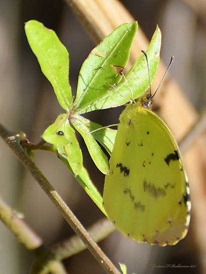 Limoncito común 