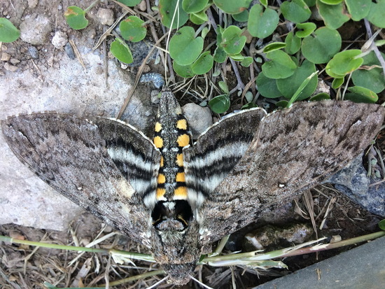 Polilla del cuerno del tabaco