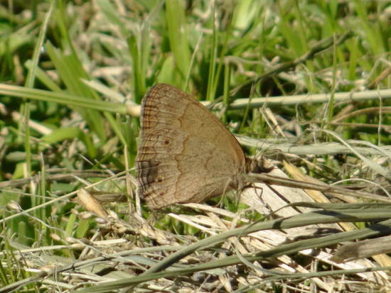 Marrón del Pastizal 