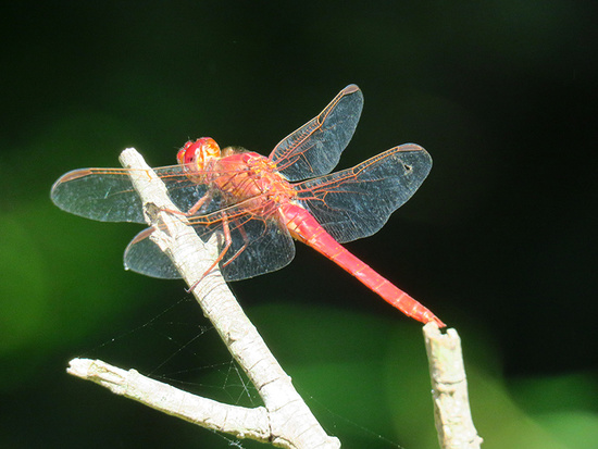 Dragonfly/Skimmers