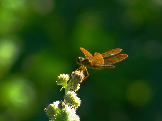 Dragonfly