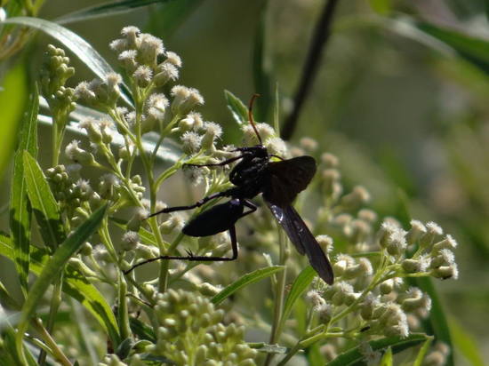 Spider wasp