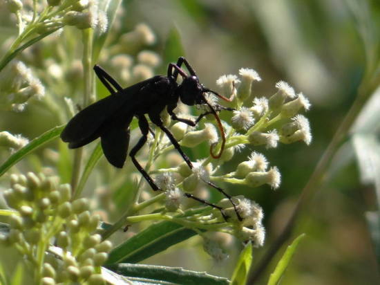 Spider wasp