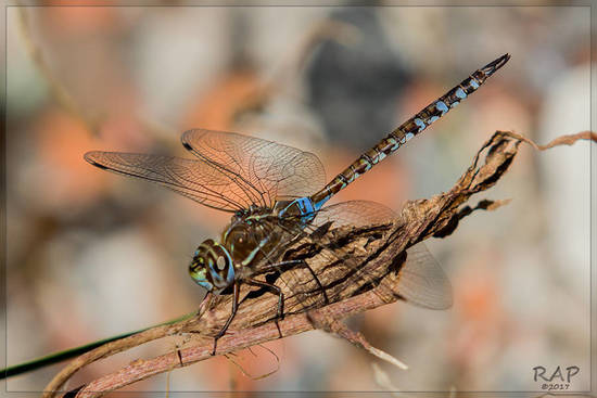 Dragonfly/Darners
