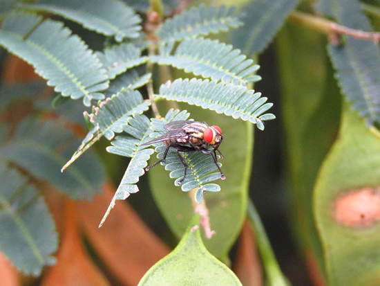 Flesh fly
