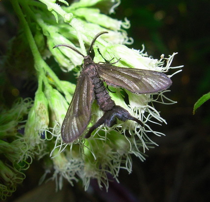 Polilla negra diurna