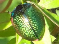 Tortoise beetle/Stolas festiva