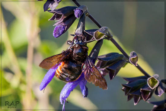 Carpenter bee