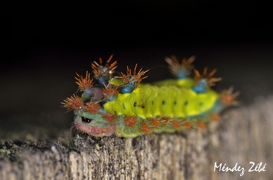 Polilla babosa
