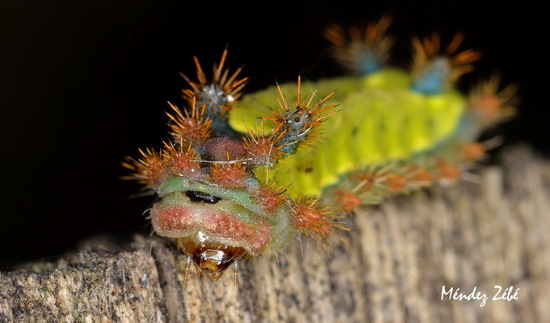 Polilla babosa