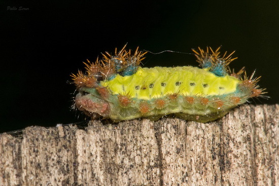 Polilla babosa