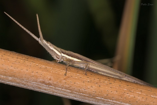 Short-horned grasshopper