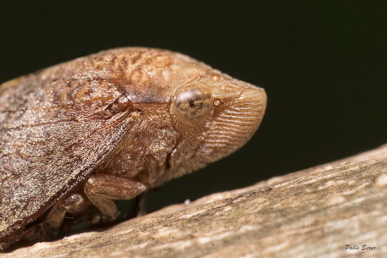 Spittlebug